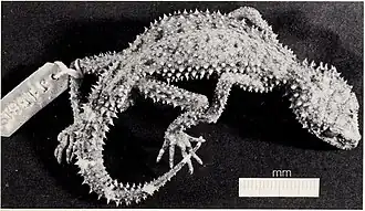 Description de l'image Saltuarius salebrosus (1971).jpg.