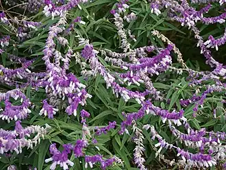 Description de l'image Salvia leucantha at Yamada Sunflower Garden in Miyaki 02.jpg.