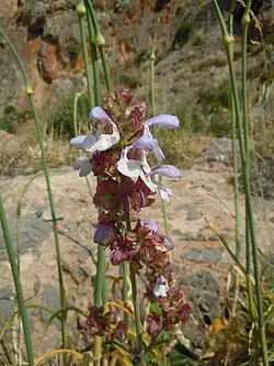 En fin de floraison.