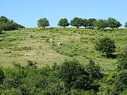 Colline recouverte d'un pré vert avec 2 vaches, sur le haut il y a une haie d'arbres.