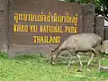 Cerf (biche) sambar femelle