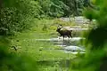 Cerf sambar