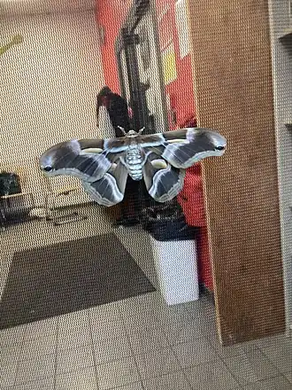 Description de l'image Samia ricini élevage.AG.jpg.