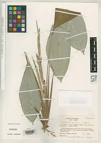 Description de l'image Sanblasia.jpg.