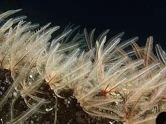 Florometra serratissima