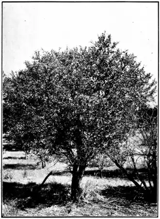 Description de l'image Sandalwood in Primer of Forestry Poole 1922.png.