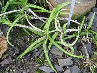 Sansevieria ballyi – Langue de belle-mère de Bally