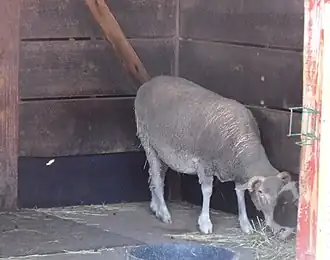 Un mouton de Santa Cruz au :Roger Williams Park Zoo&nbsp;(en) de Providence (Rhode Island).