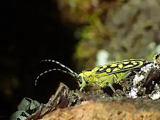 Description de cette image, également commentée ci-après