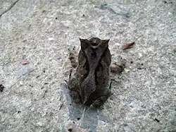 Proceratophrys boiei