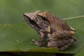 Description de l'image Sapo_de_folhiço_-_Pristimantis_vinhai.jpg.