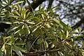 Feuilles et fruits (Kolkata, Bengale occidental, Inde)