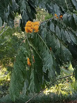 Description de l'image Saraca thaipingensis (8171353504).jpg.