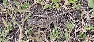 Description de l'image Sarada darwini 153341272.jpg.