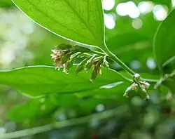 Inflorescence en mars