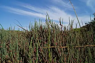 Description de l'image Sarcocornia neei.jpg.