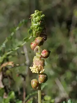Fl. femelles (en haut), fl. mâles (en bas).