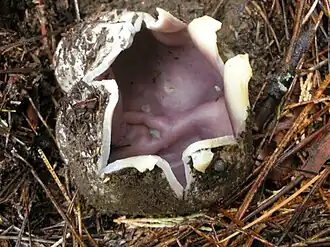 Description de l'image Sarcosphaera coronaria 42754.jpg.