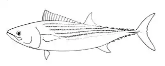 Description de l'image Sarda chiliensis.jpg.