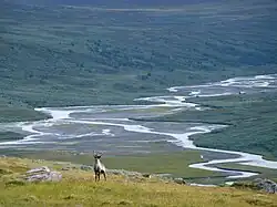 Photo d'un renne dans une vallée de Sarek, au loin, un delta.