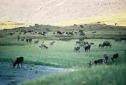Photo d'un troupeau de rennes en pâture dans le parc