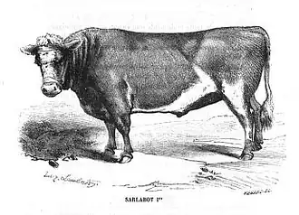 Sarlabot Bœuf Gras en 1857.