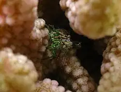 Espèce non décrite à La Réunion