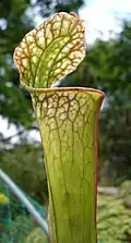 Sarracénie du Jardin.