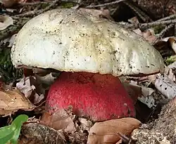 Le Bolet Satan (Rubroboletus satanas)