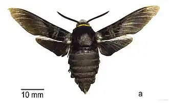 Description de cette image, également commentée ci-après