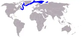 Description de l'image Sattelrobbe-Phoca groenlandica-World.png.