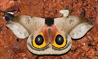 Description de cette image, également commentée ci-après