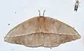 Lonomia camox, imago
