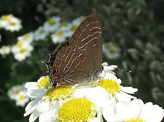 Satyrium liparops (Canada).