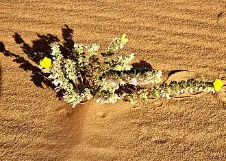 Végétation dans le sud du Rub al-Khali, en Arabie saoudite, en novembre 2021.