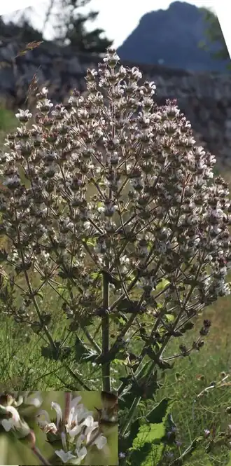 Description de cette image, également commentée ci-après