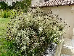 Buisson avec fruits secs.