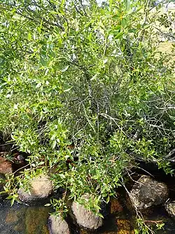 Saule laurier (Salix pentendra) au bord de l'eau.