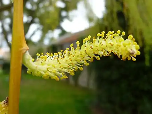 Chaton mâle jaune de saule pleureur en Vendée