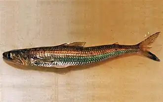 Saurida undosquamis.