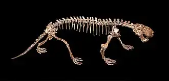 Squelette monté d'un gorgonopsien.