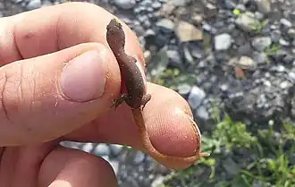 Description de l'image Saurodactylus fasciatus 15124904.jpg.