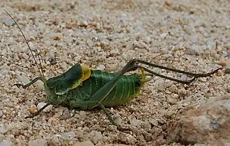 Description de cette image, également commentée ci-après