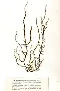 Sauvageaugloia divaricata, planche de l'herbier des frères Crouan (Pierre-Louis et Hippolyte-Marie).