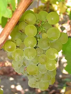 Sauvignon B.