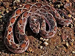 Echis carinatus