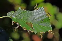 Des larves mangent une feuille d'arbre.