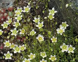 Description de l'image Saxifraga aspera 5 RF.jpg.
