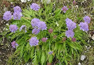 Description de l'image Scabiosa lucida RF.jpg.