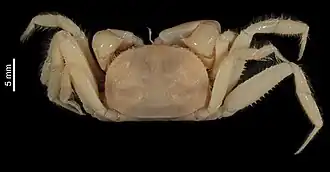 Description de l'image Scalopidia spectabilis (MNHN-IU-2013-507) 001.jpeg.